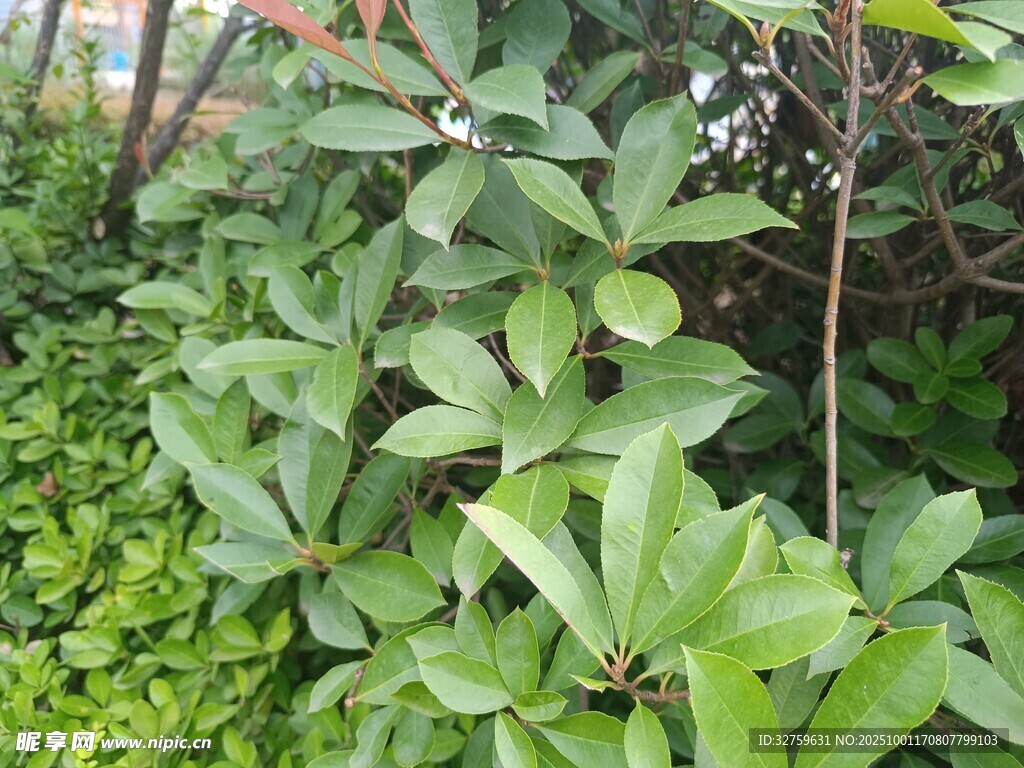 绿叶繁花的生机植物景观