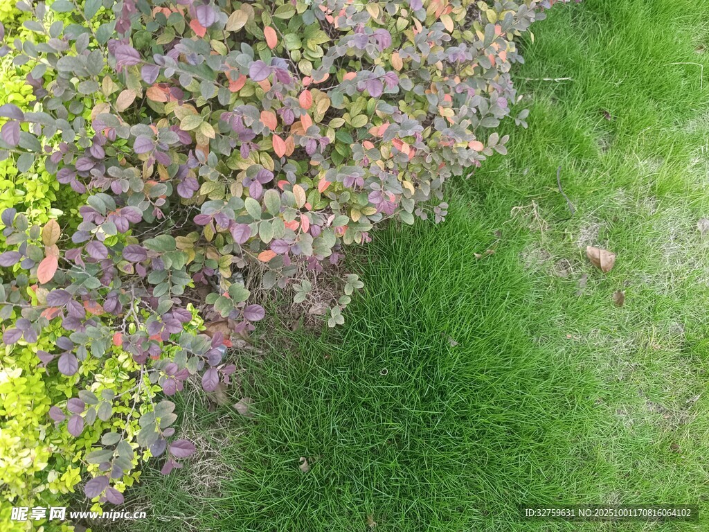 多彩花丛与翠绿草地