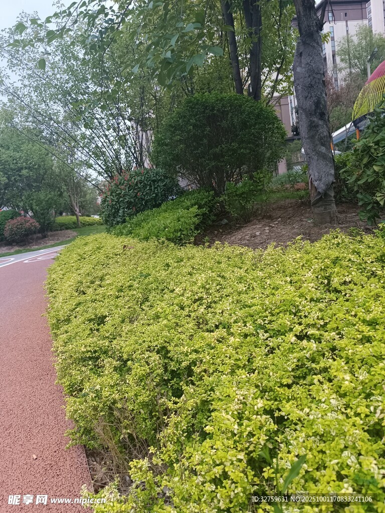 路边翠绿繁茂的灌木丛