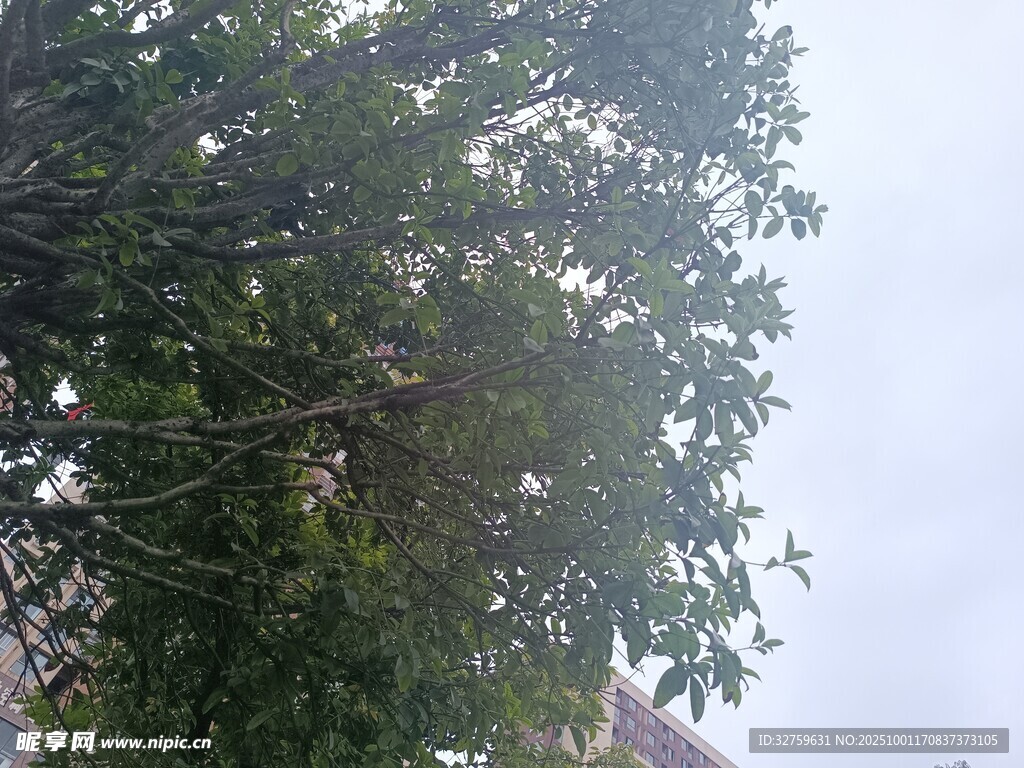 枝叶繁茂的大树