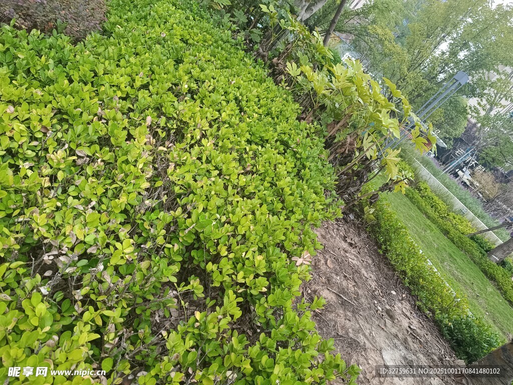 绿意盎然的花园小径