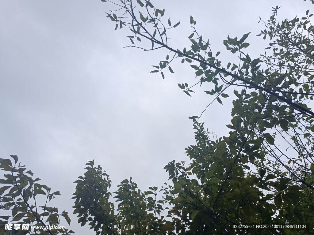 仰视天空中的繁茂树木