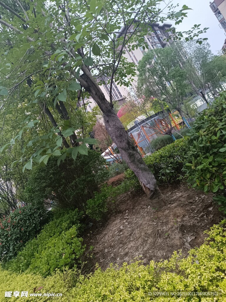 小区内绿意盎然的树木景观