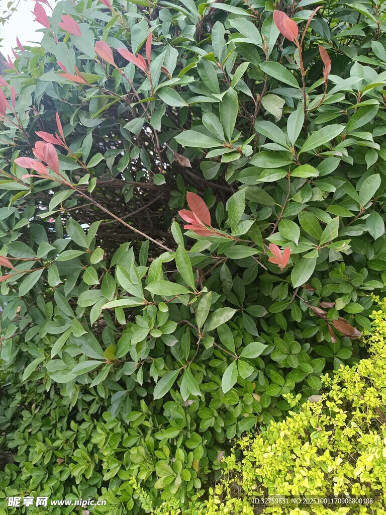 绿叶红花交织的植物景观