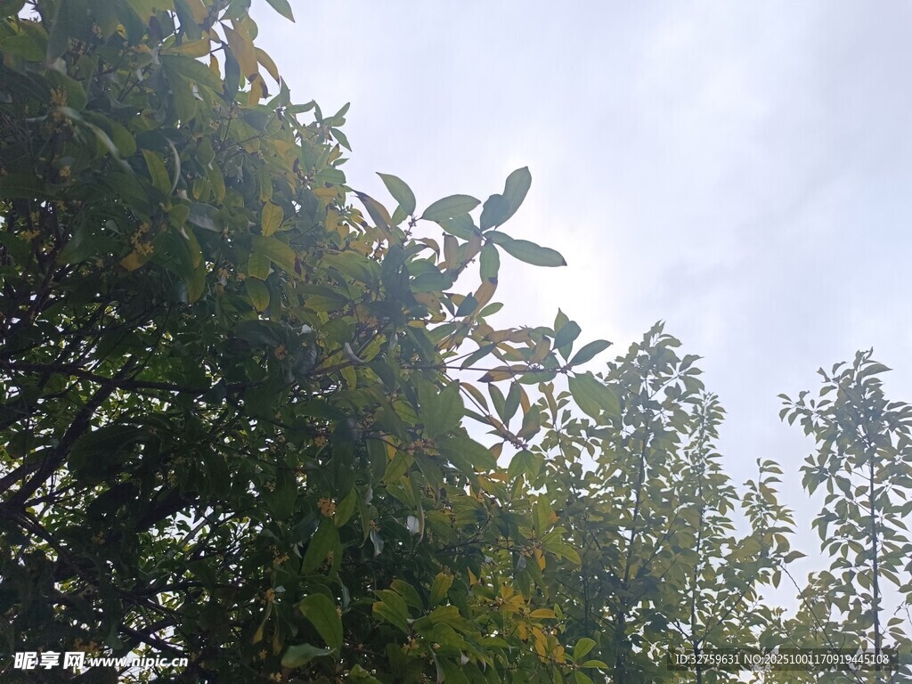 繁茂绿树与晴朗天空