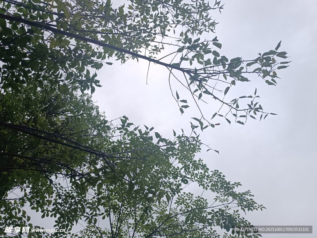仰视绿树繁茂枝叶