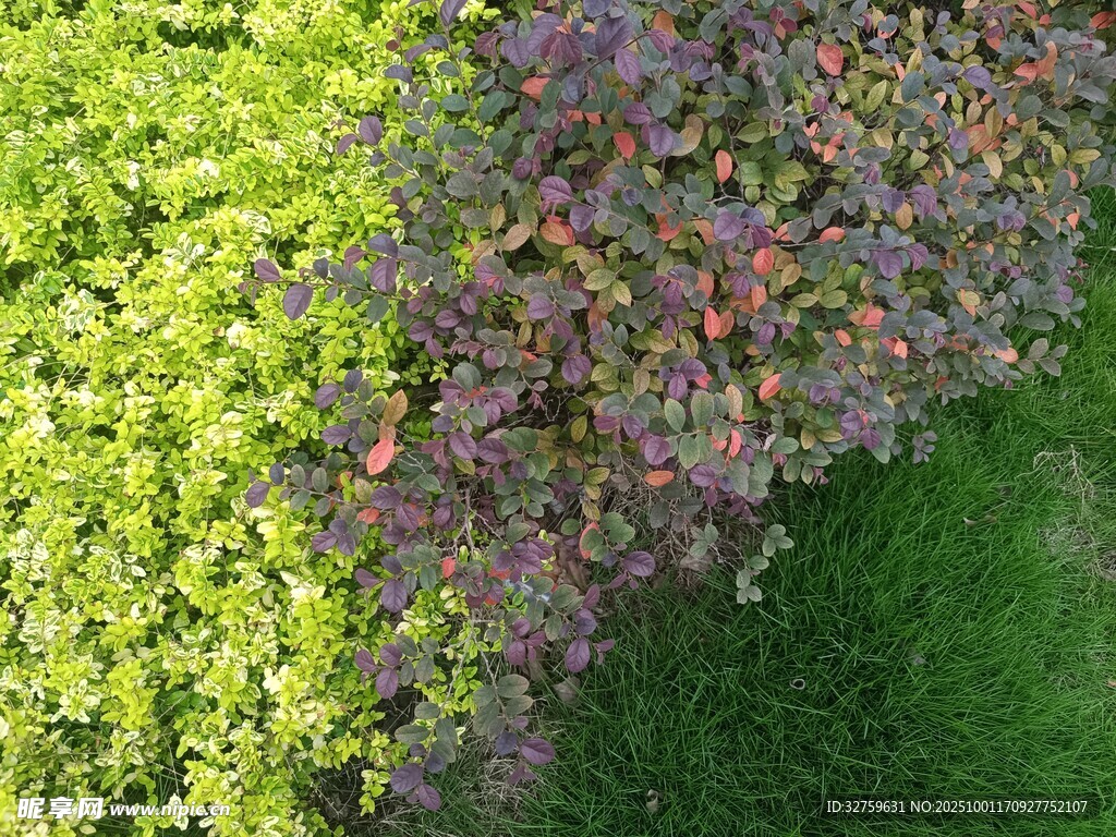 多彩植物俯瞰图