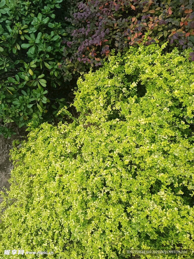翠绿繁茂的灌木丛