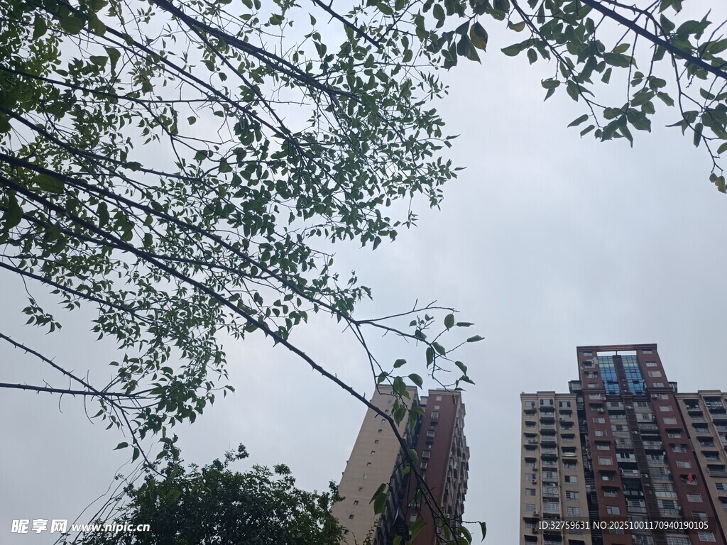 透过枝叶望高楼
