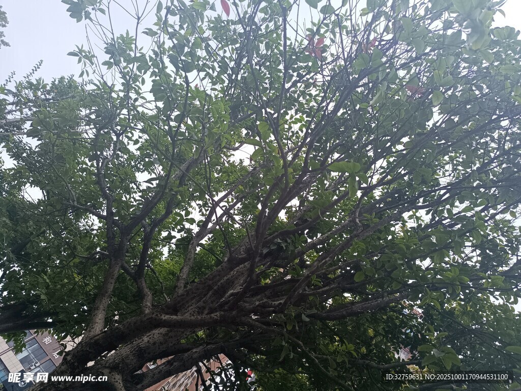 繁茂大树