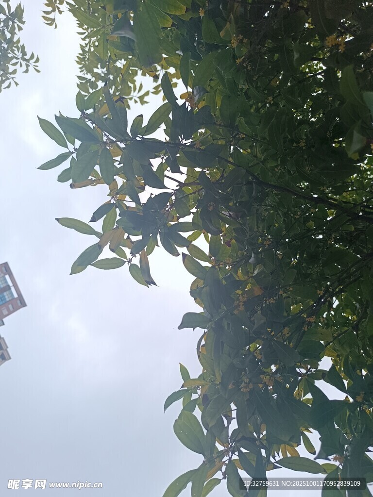 仰视绿树间的天空