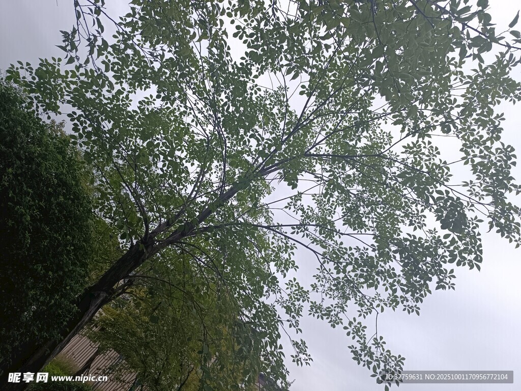 仰视葱郁树木