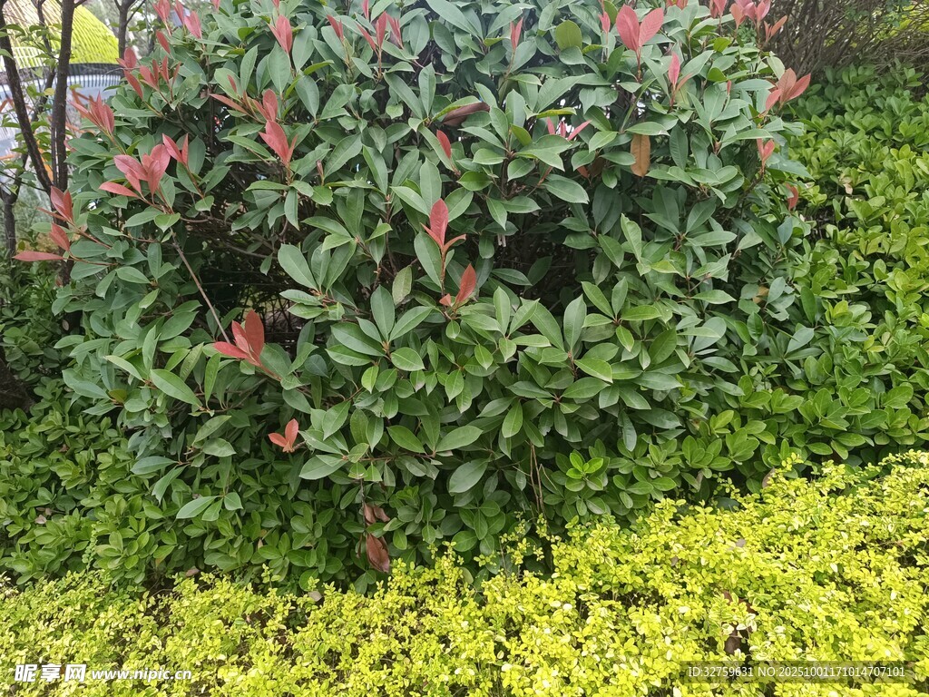 绿叶红花的繁茂灌木丛
