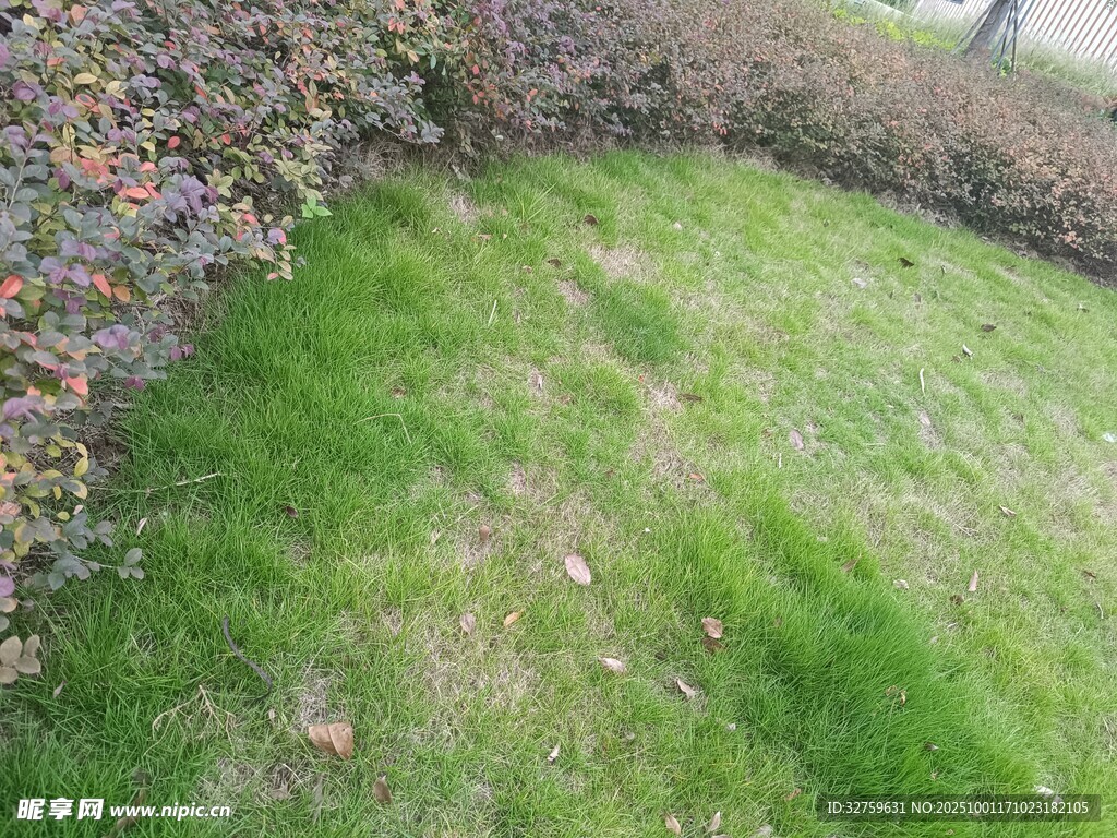 绿意盎然的草坪与灌木