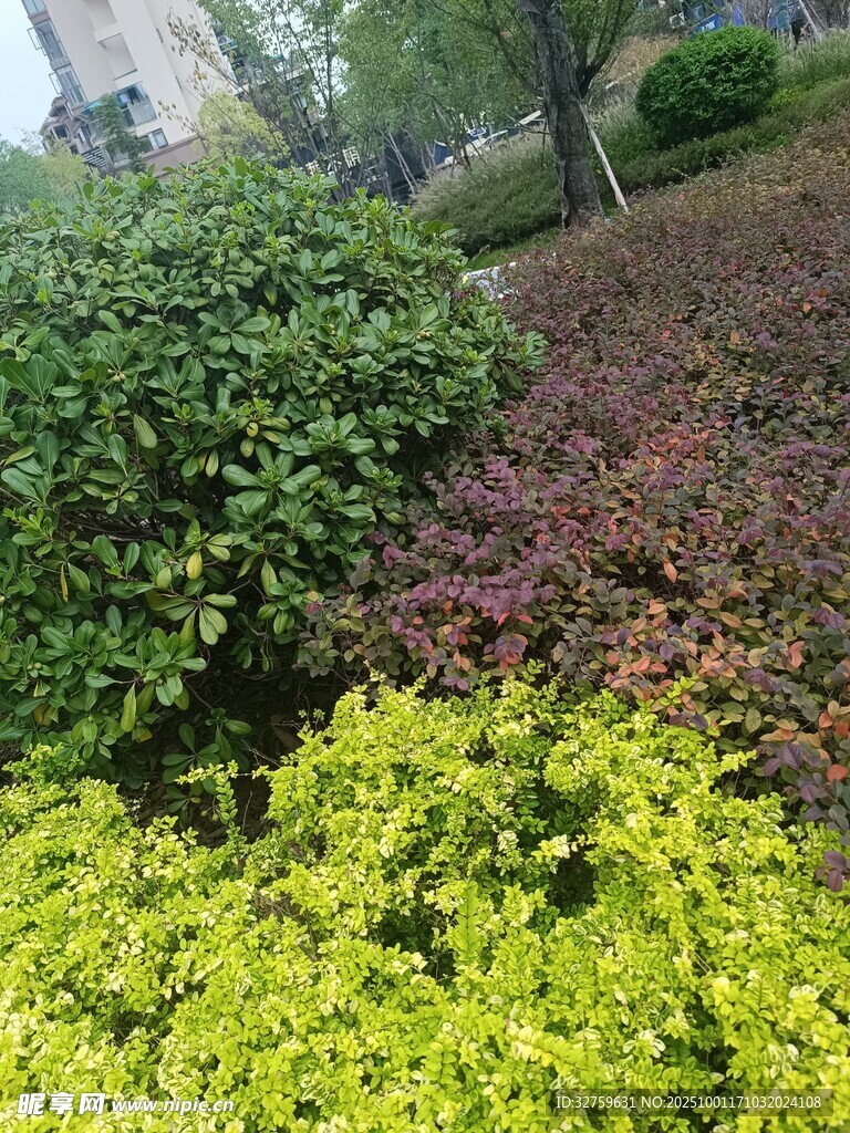 多彩灌木景观