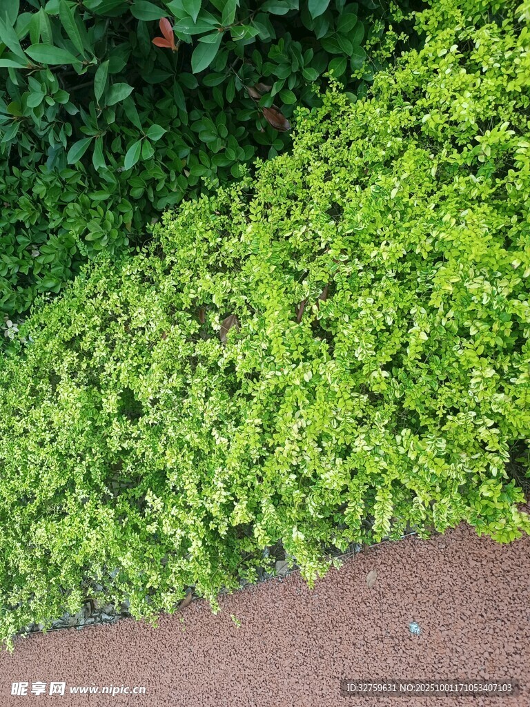翠绿繁茂的地面绿植景观