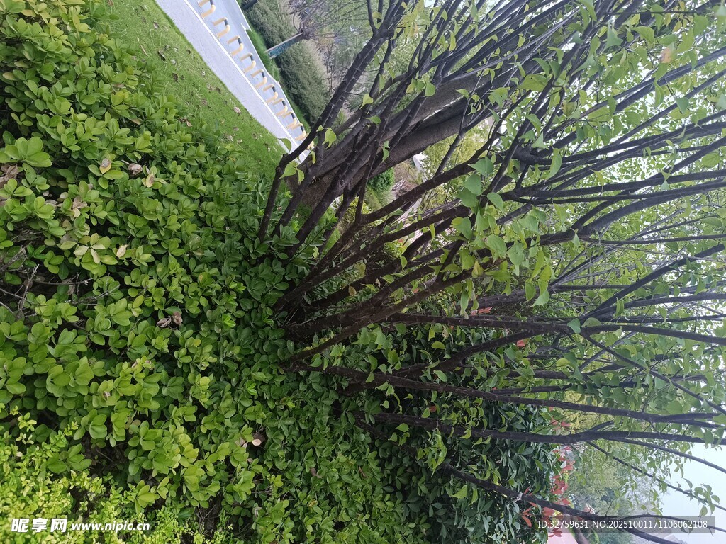 繁茂绿植中的黑色围栏