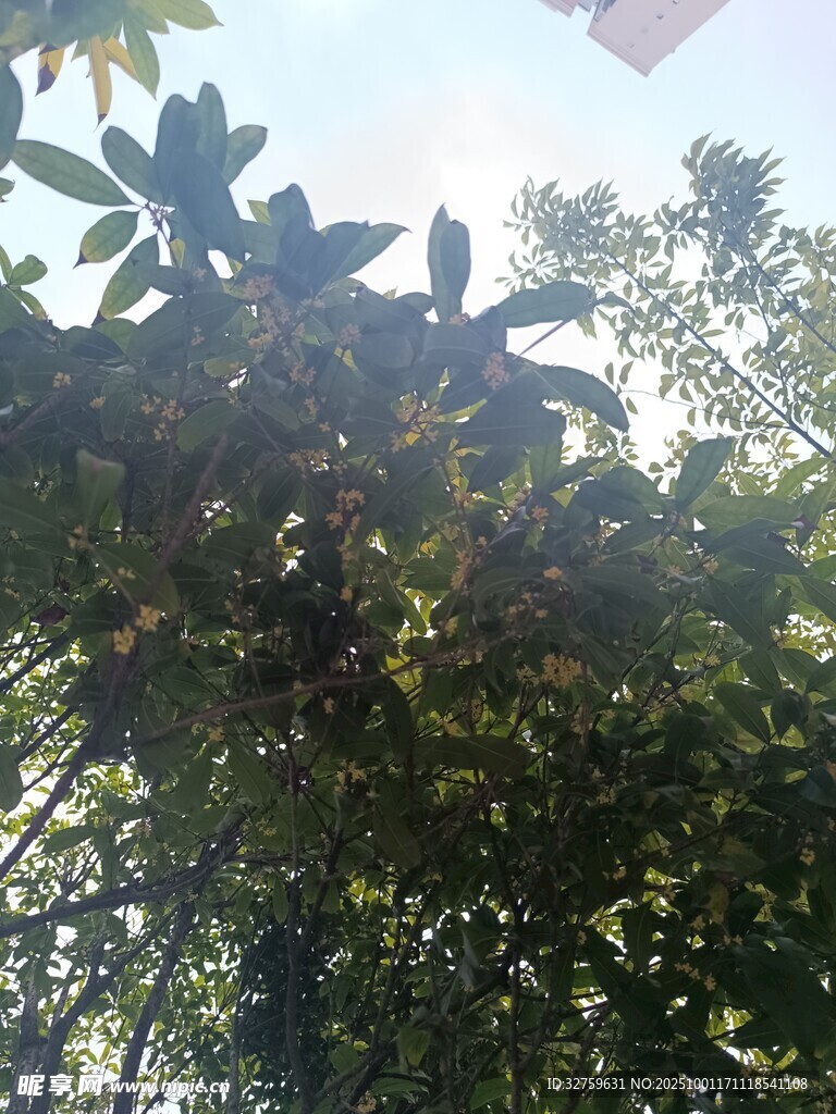 繁茂树林中的绿意景象