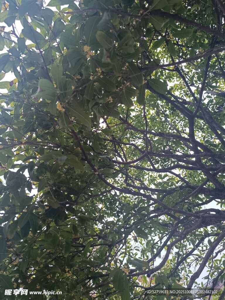 仰视茂密树林树冠