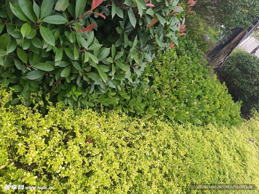 翠绿繁茂的多彩植物景观