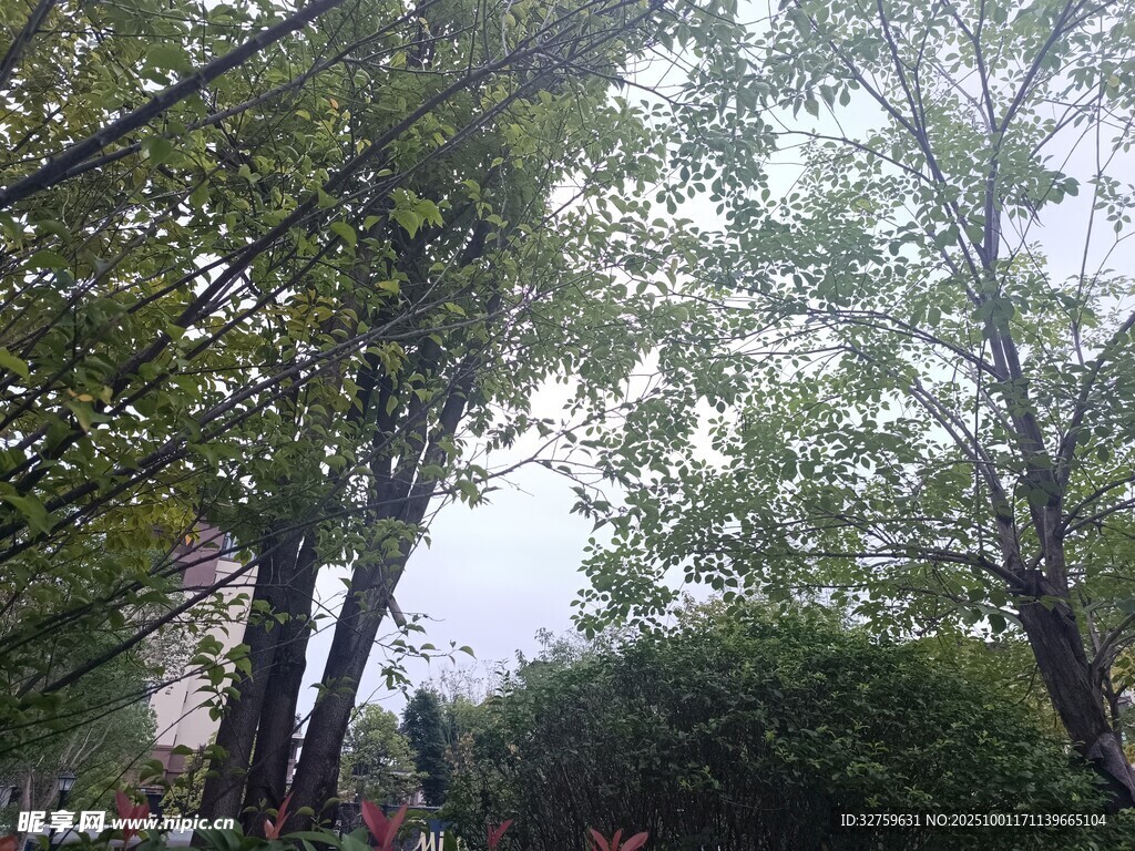 林间绿荫