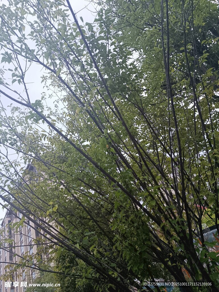竹林景致
