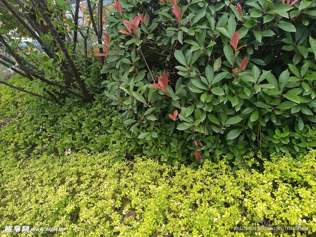 多彩绿植景观