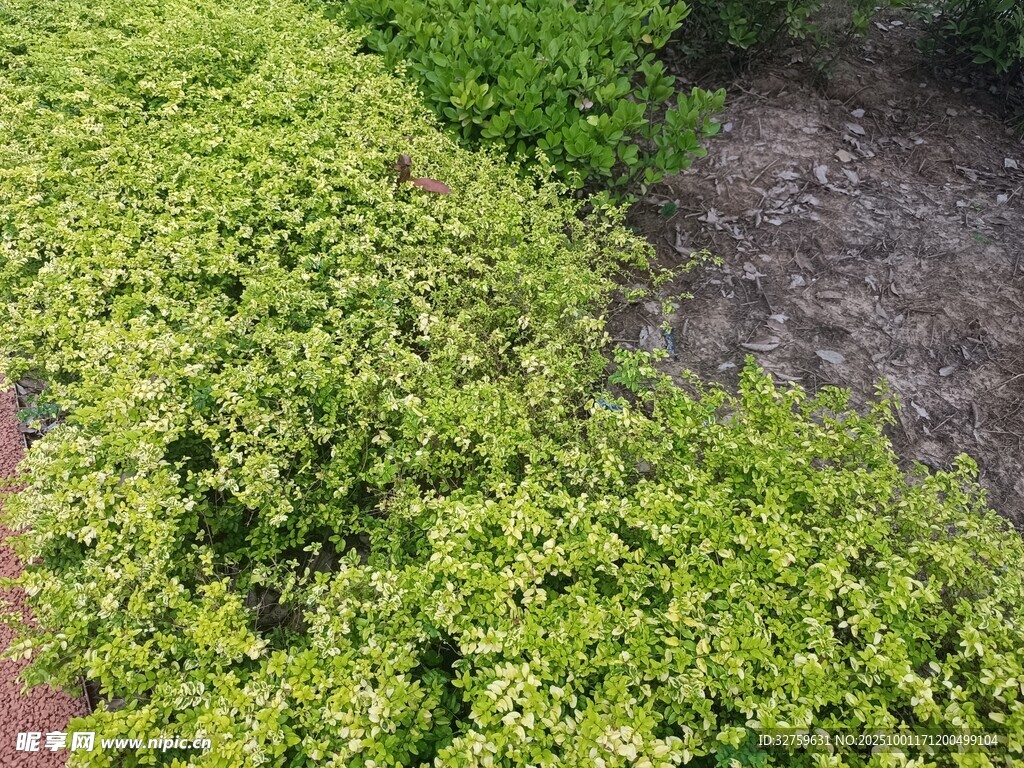 翠绿繁茂的低矮灌木丛