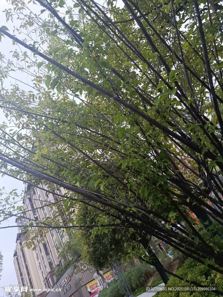 倾斜树木与背景建筑景观