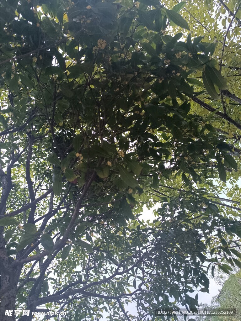 仰视茂密树冠