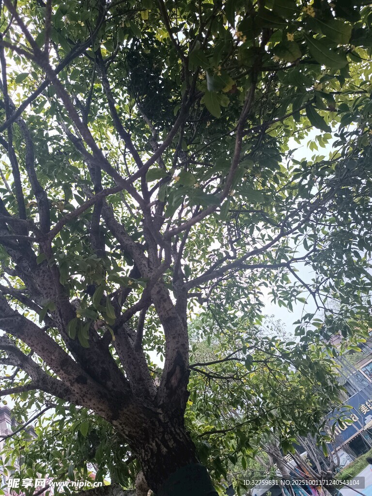 繁茂大树下的自然景致