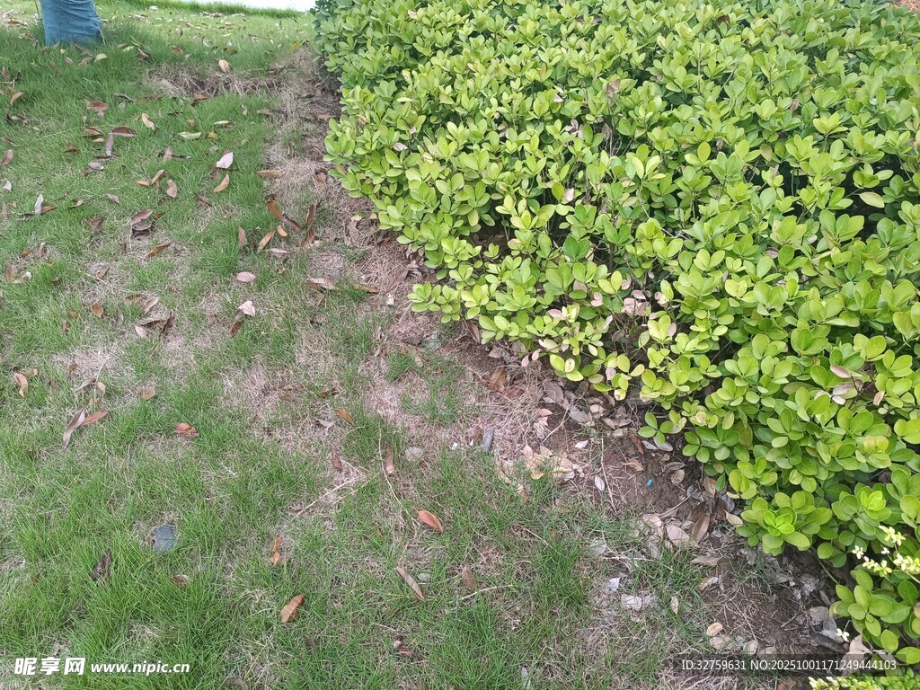绿意盎然的草地与绿植