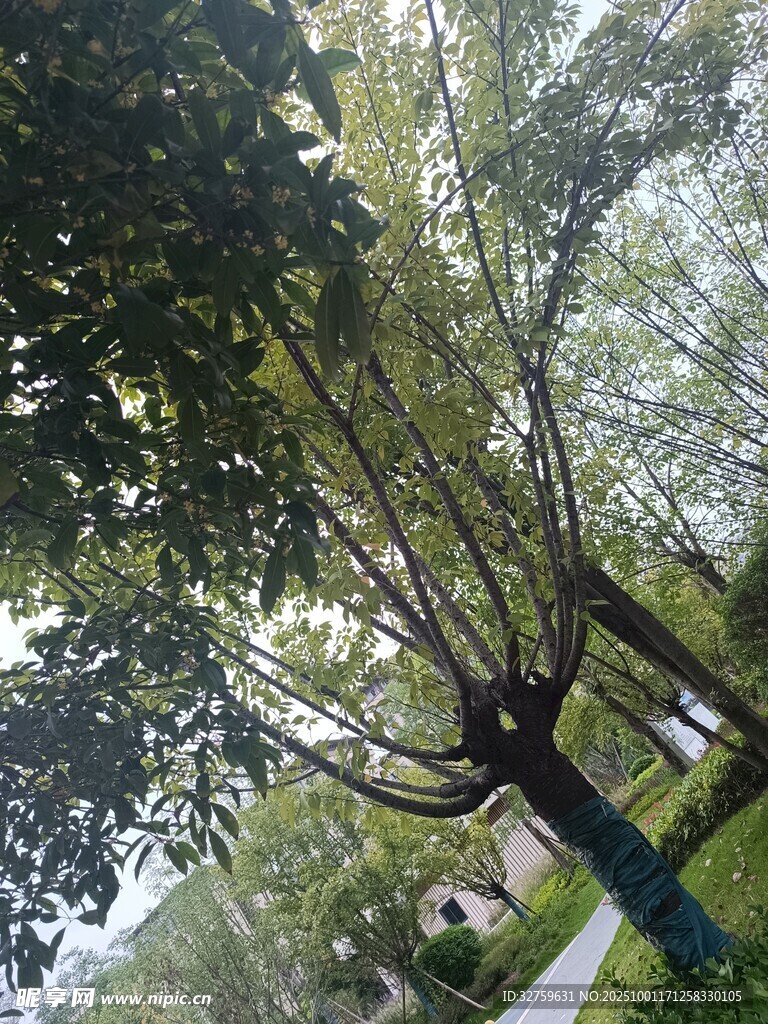 公园中繁茂的树木景观