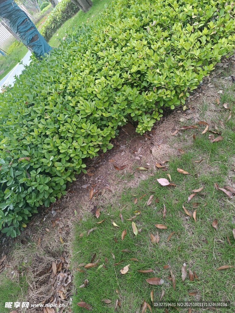 绿化带中的地面与落叶