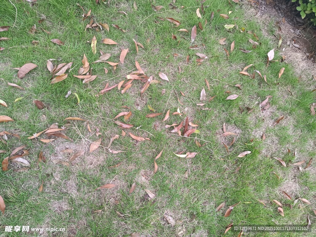 草地上散落的枯黄树叶
