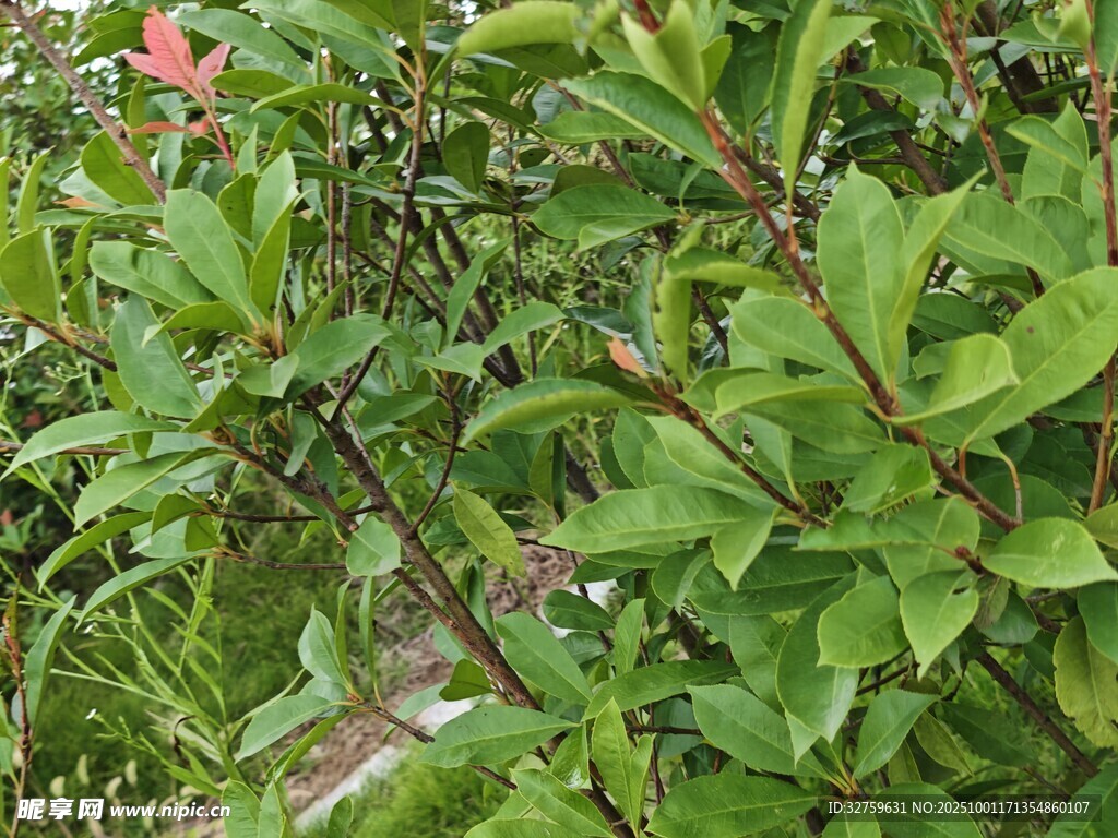 绿叶红花植物景观
