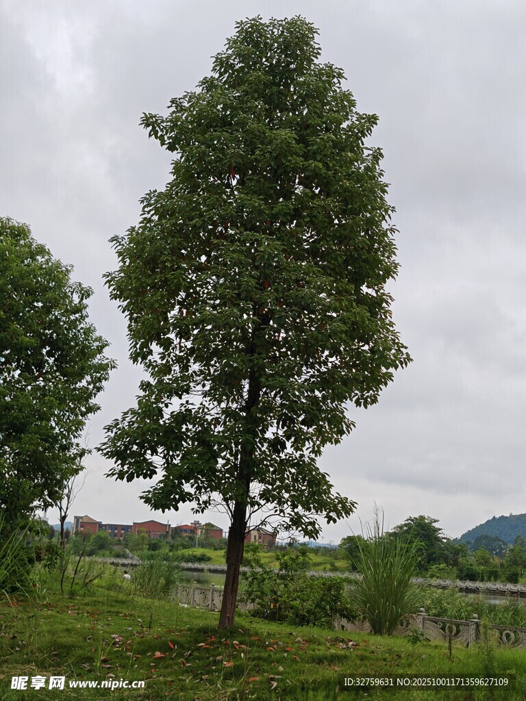 田野中挺拔的绿树
