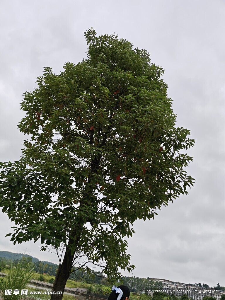 田野中独立的茂盛大树