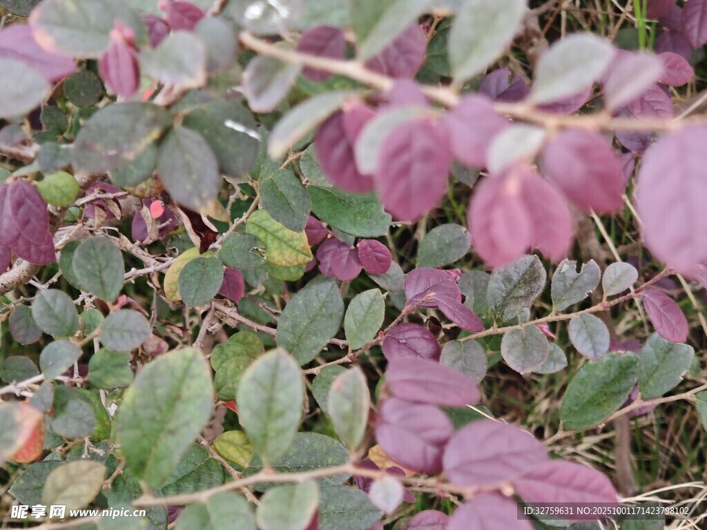 紫叶植物特写
