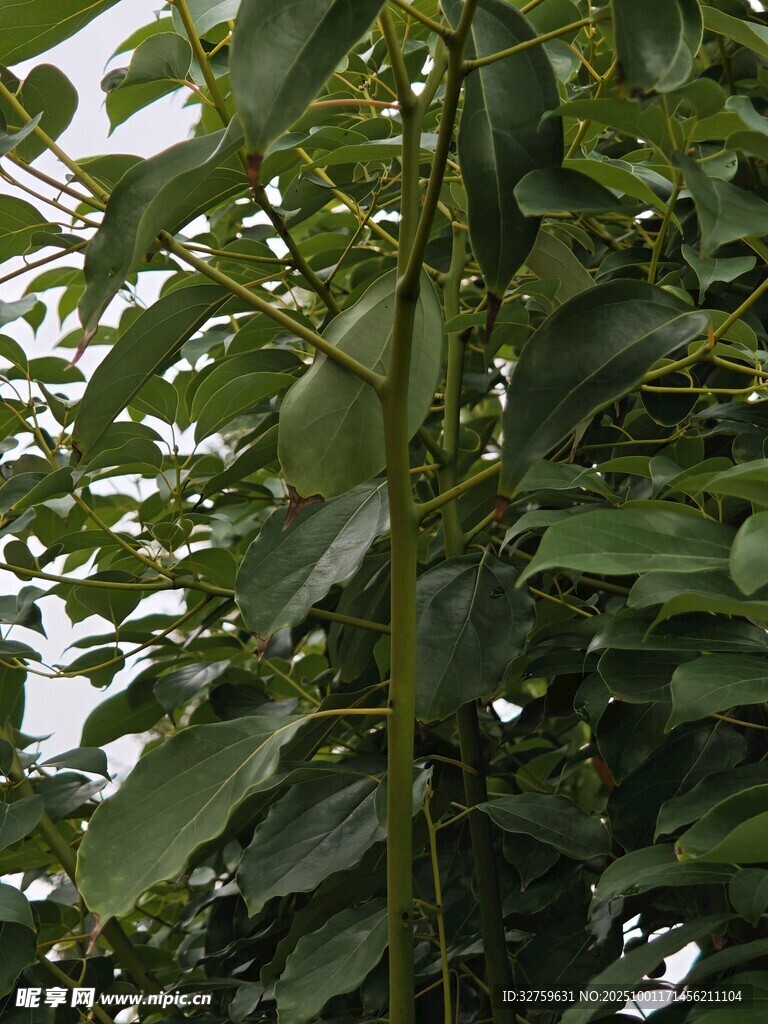 绿叶繁茂的植物枝干
