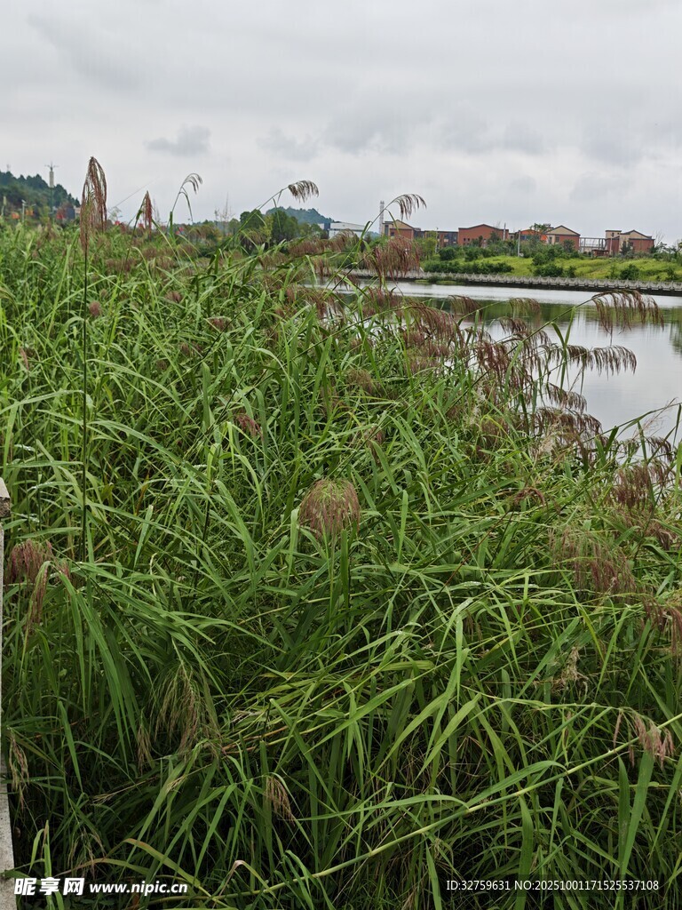 湿地芦苇景观