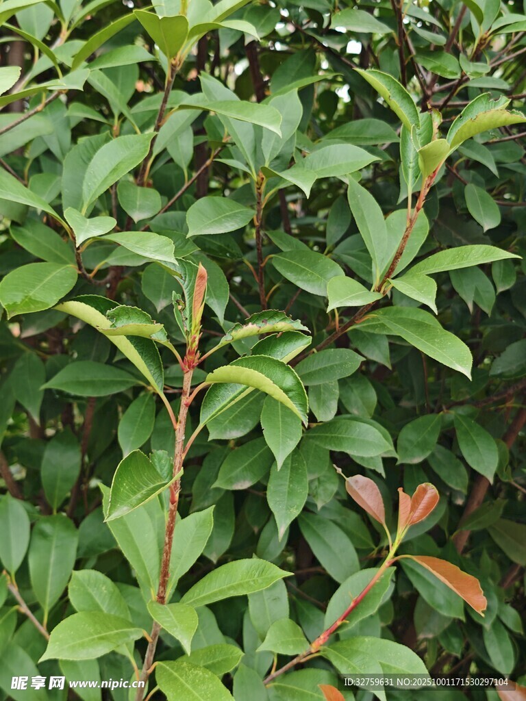 绿叶繁茂的植物枝桠