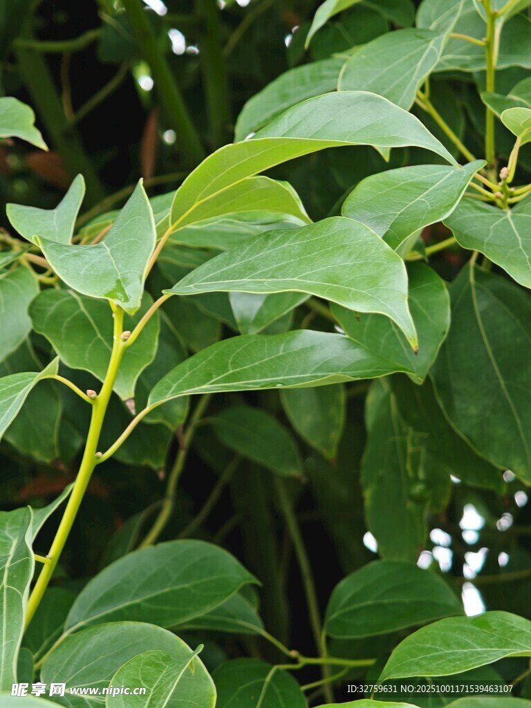 翠绿繁茂的植物枝叶