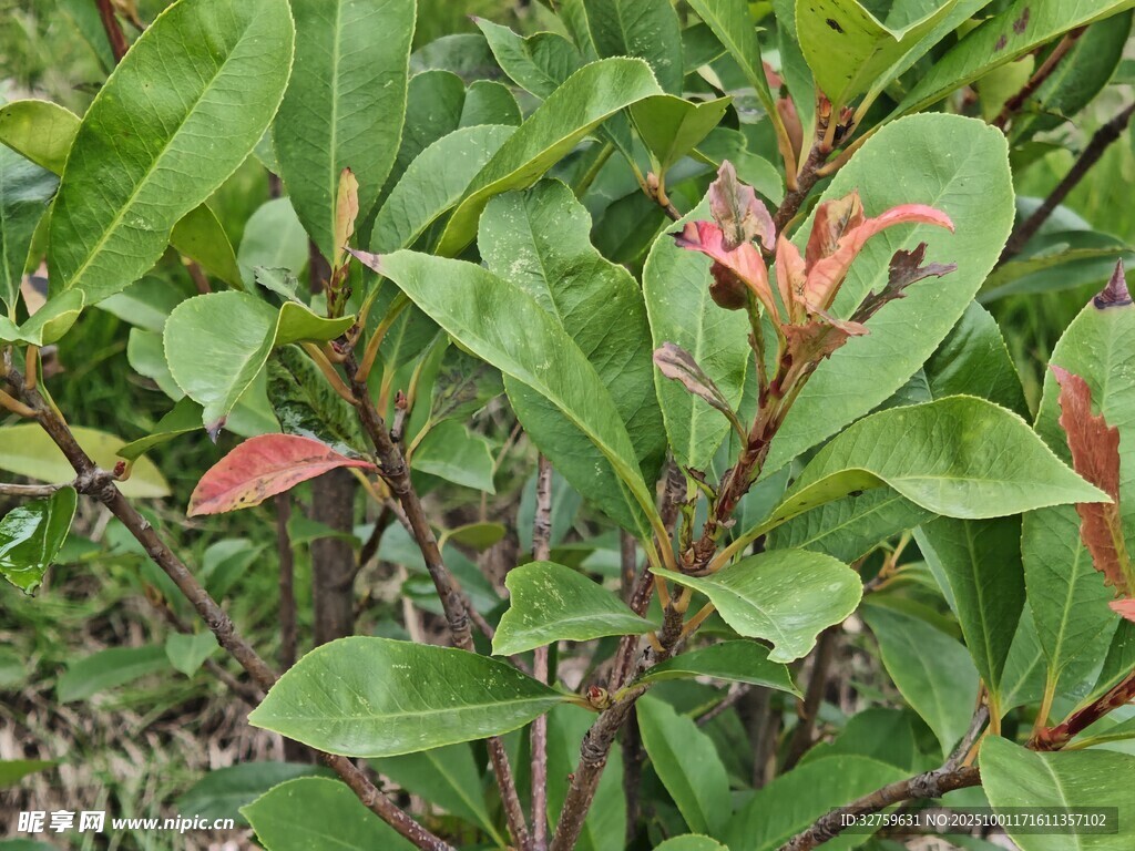 绿叶间的红边植物