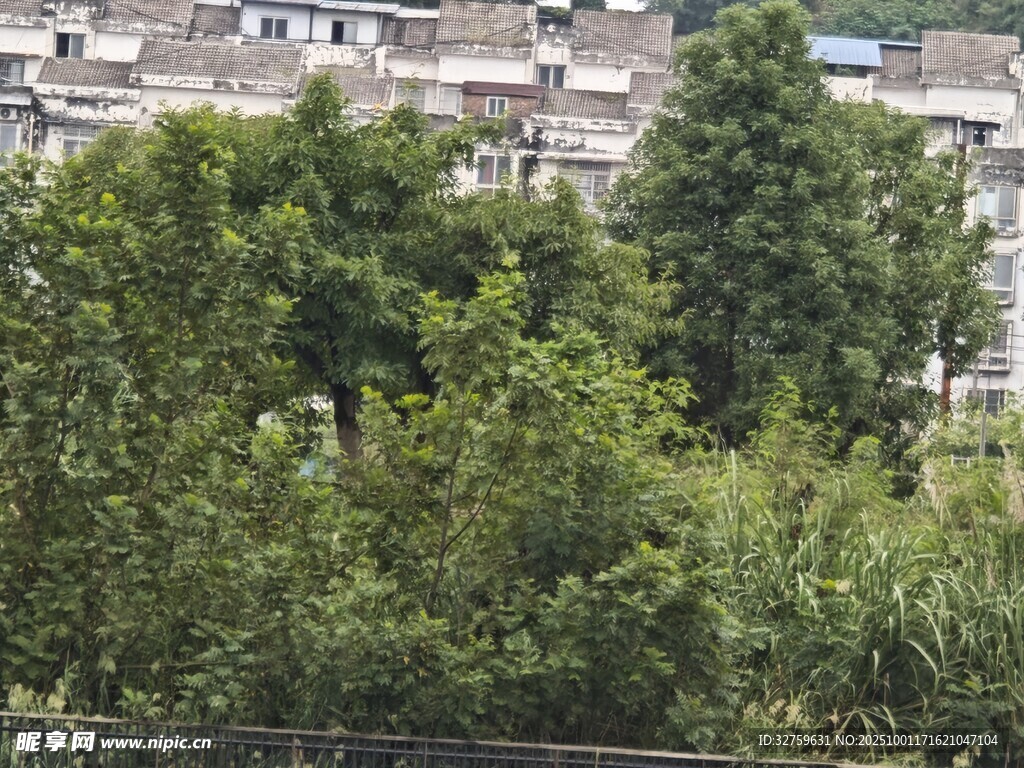 绿树掩映下的城市建筑