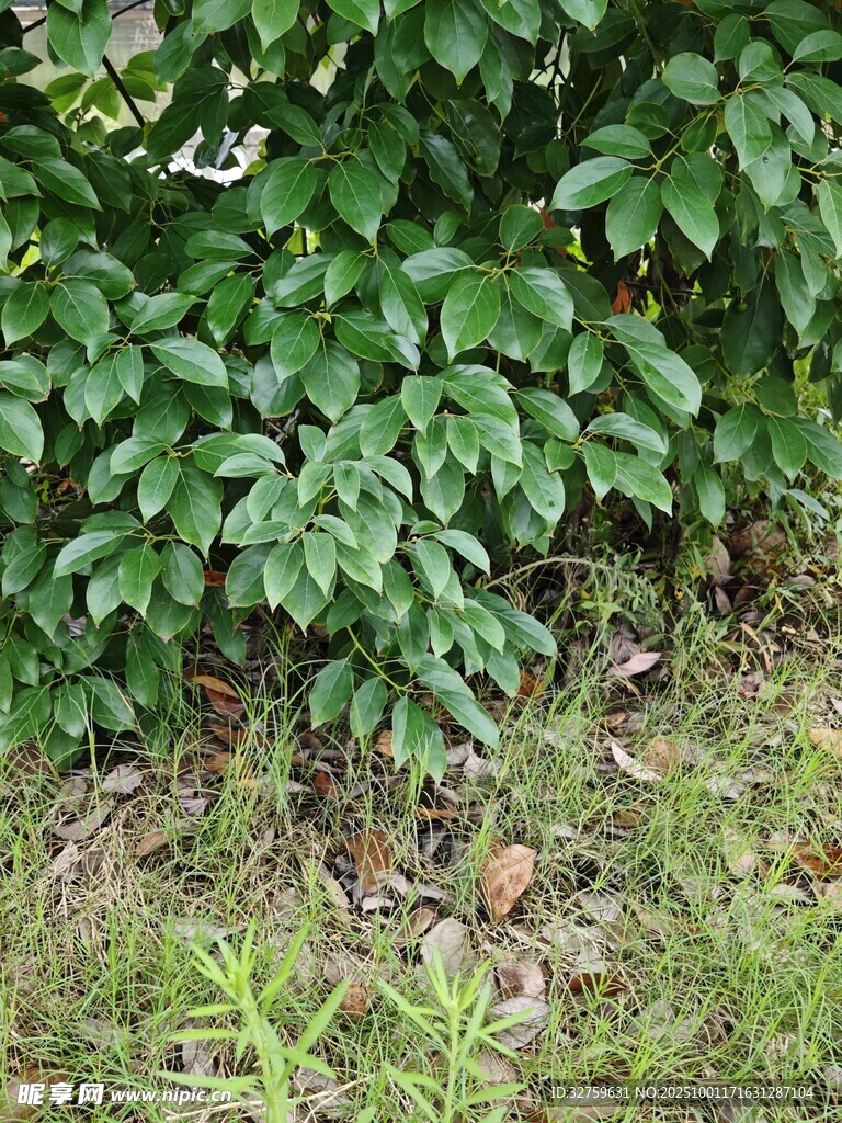 绿叶繁茂的地面植物景观