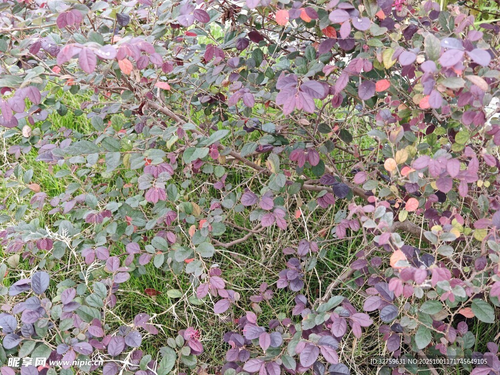 紫色花卉绿植景观