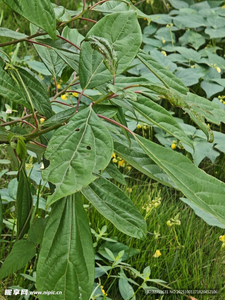 绿叶繁茂的植物特写