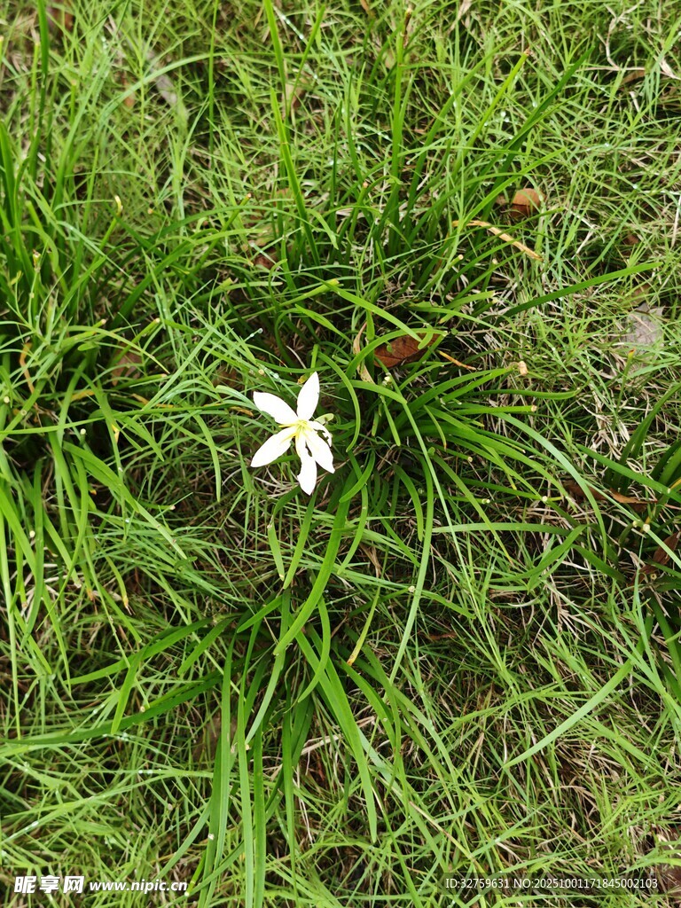 绿草中的白色小花