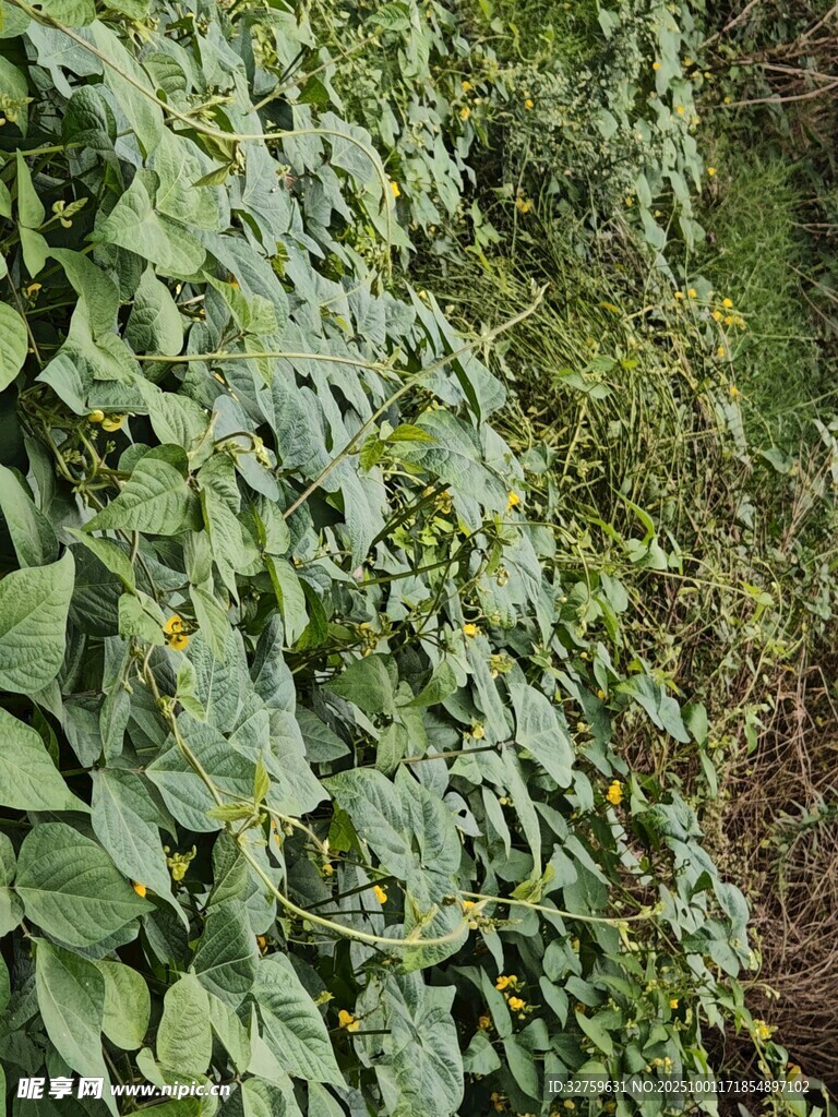 繁茂绿叶植物景观